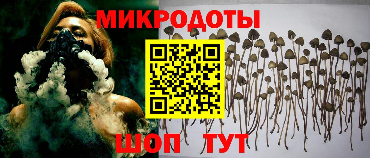 Галлюциногенные грибы Psilocybe Калач-на-Дону